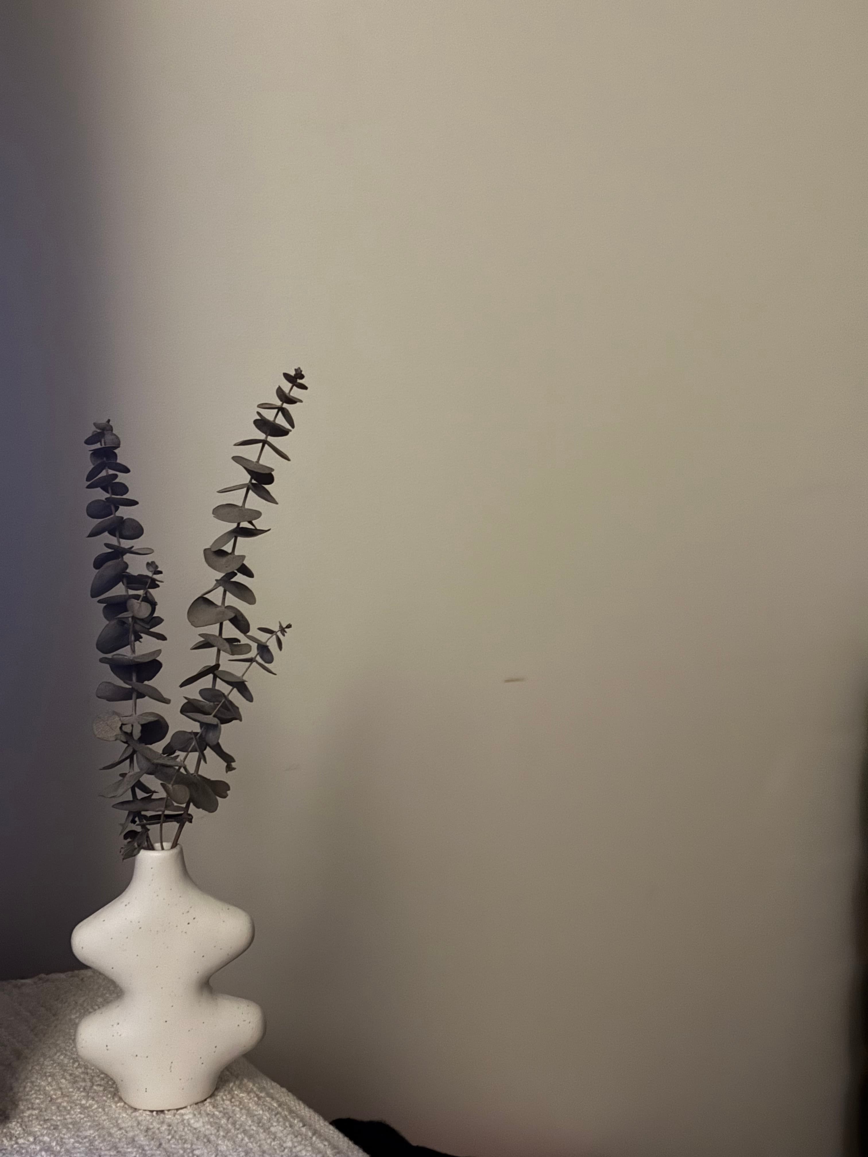 Sculptural Eucalyptus Stems - Petite Collection